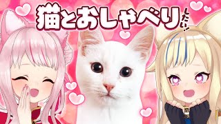 [Vtub] HIMEHINA 玩貓語翻譯App