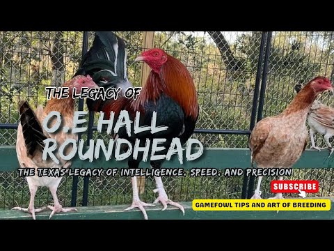 “O.E. Hall Roundheads – The Texas Legacy of Intelligence, Speed, and Precision”