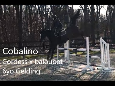 Cobalino Cordess x Baloubet du Rouet 6yo