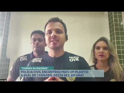 Polícia Civil encontrou grande plantio ilegal de cannabis em Unaí, loclizada no noroeste de Minas