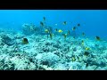 Puako Paradise Clear Water Warm Ocean Raccoon Butterflyfish