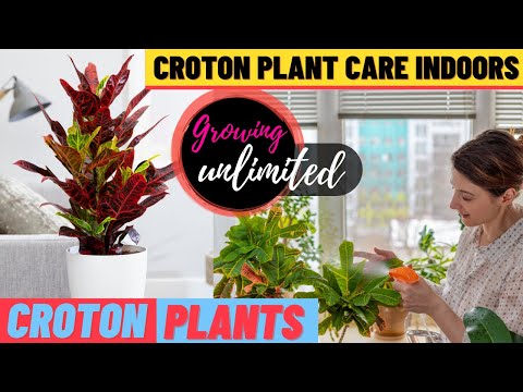 , title : 'How to Grow Colorful Crotons Indoors'