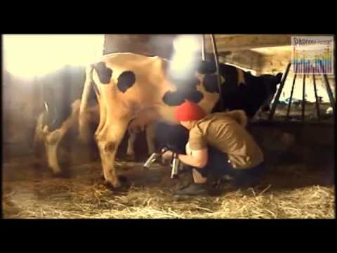 PASTWISKO  parodia piosenki TAK BLISKO  Rafała