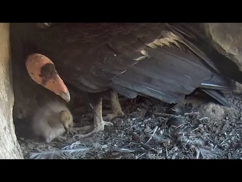 California Condors | Feeding time to little Condors | May 25, 2022