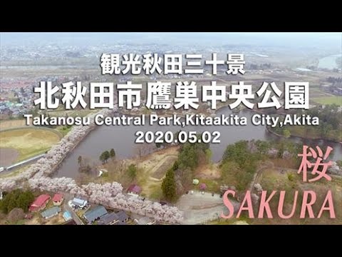 2020.5　観光秋田三十景 『鷹巣中央公園　桜』　Cherry blossoms & Takanosu Central Park