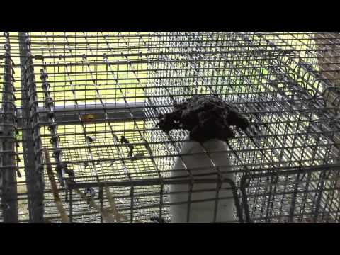 Ферма норки