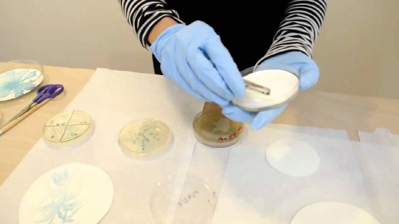 Studio 360: Microbial Art