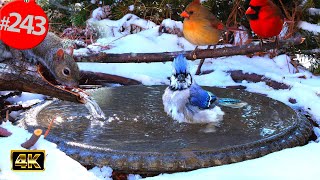 Cat TV Snowy Garden Christmas Birds 😻Best of Uninterrupted TV for Cats 🐦8 Hour Compilation@LensMyth