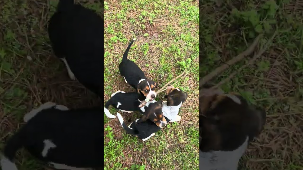 Enlarge Olive, an adopted Beagle in Allentown, NJ video 6/6