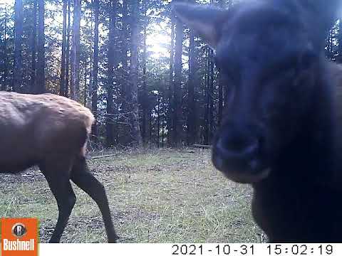 2021 10 31 0302PM 1  bull and cows