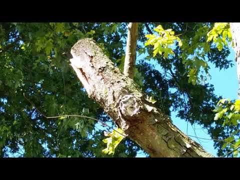 Yellow Jackets in Dead Branch in Brielle, NJ