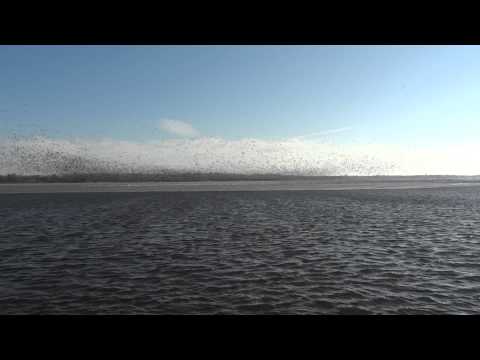 Migrating snow geese on Lake Springfield