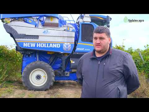 Vadalex Agro dă start serviciilor de recoltare mecanizată a strugurilor