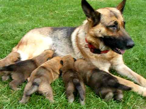 KINDERLIEBE SCHÄFERHUND-BERNER SENNEN-HOVAWART WELPEN ABZUGEBEN