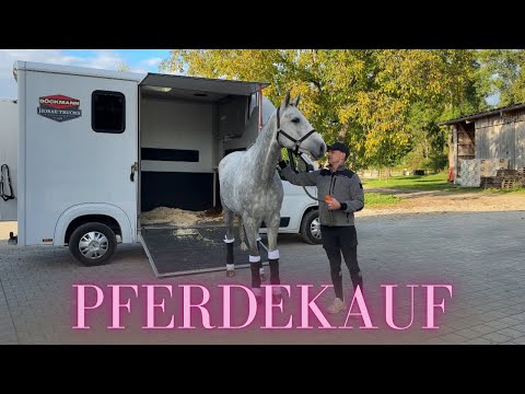 MY NEW HORSE - I'm picking up my new horse! 🚛🐴