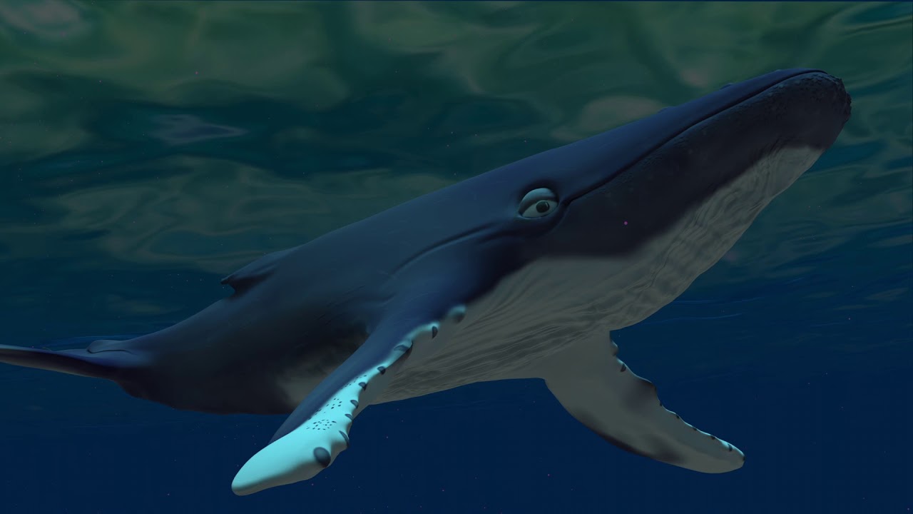 VFX Animation - Humpback Whale Swimming