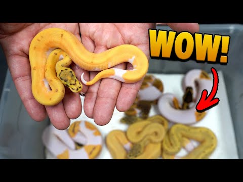 Hatching Orange and Green Snakes ! 