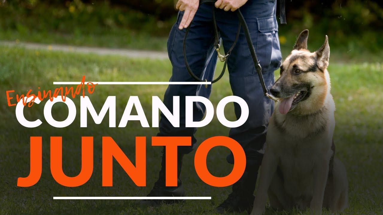 Como ensinar o COMANDO JUNTO para seu cachorro? | Adestramento Online | Cão Guardião