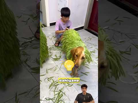 Kuaför çocuk ve köpeği! 🐶✂️