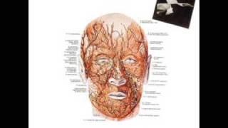 Il Massacro di Brandeburgo Numero Tre in Sol Maggiore (Area)