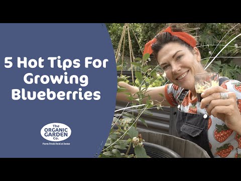 5 Hot Tips for Growing Blueberries