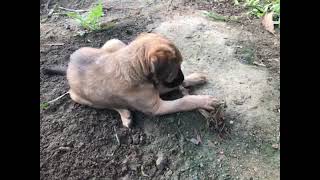 Abruzzenhund Puppies Videos