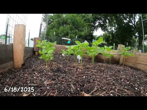 Pinto Bean Time Lapse - One Month
