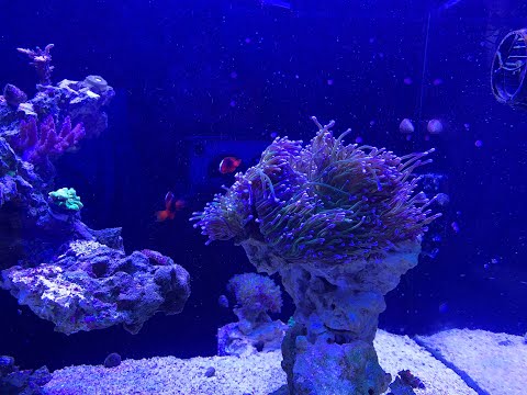 Bonsai Reef Update - April 2022