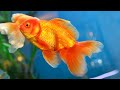 Ikan Hias Air Tawar Yg Cocok Untuk Dekorasi Akuarium Laut