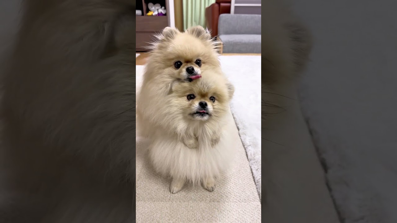 無限ループ♾️にご注意下さい⚠️ #pomeranian
