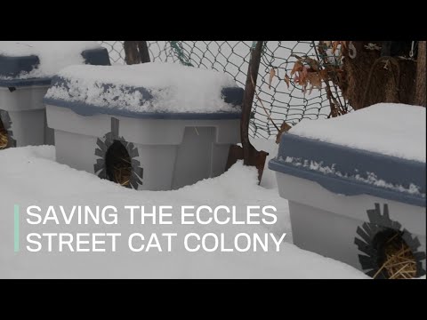 Saving the Eccles Street cat colony