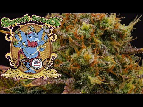 Jet Fuel Mandarine XL Auto | Week 10 | Sweet Seeds (Autoflower)