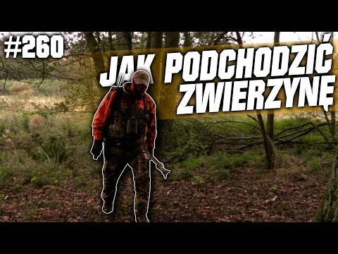 Darz Bór odc 260 - Jak podchodzić zwierzynę