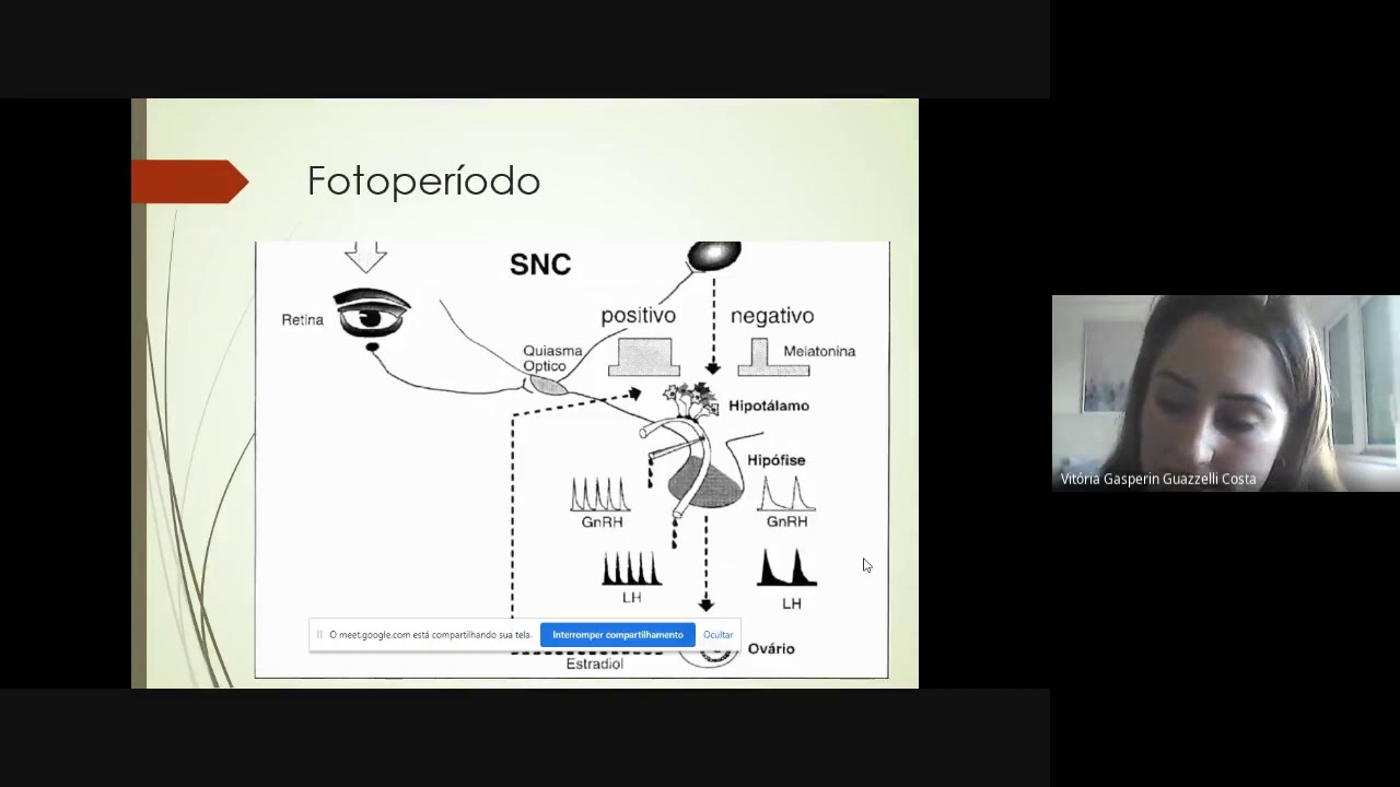 Ciclo estral da ovelha