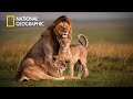 Wild Life Lion Pride Documentary National Geographic Documentary 2023