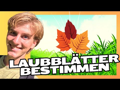 You MUST be able to identify these leaves!