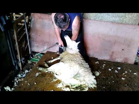, title : 'Sheep shearing masterclass with George Graham'
