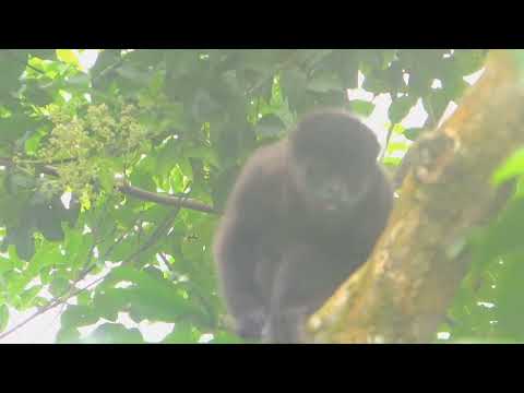 Howler monkey hotel @ El Mono de Pacoche
