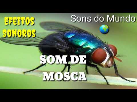 Som de mosca @washingtonarttherapy6592