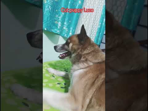 cut puppy luzo#shortvideo