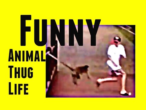 Animal Thug Life - Funny clips