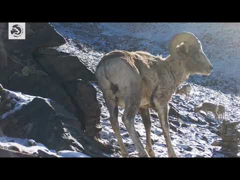, title : 'Too hot for Argali mountain sheep!'