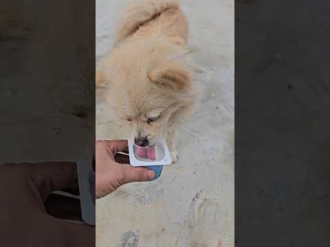 Cho con chó ăn sữa chưa