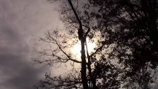 All American Tree service review