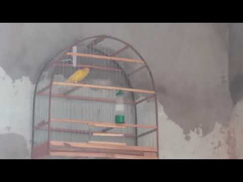 Canário Belga Campainha Luteus de minha Vó Passarinho Cantando