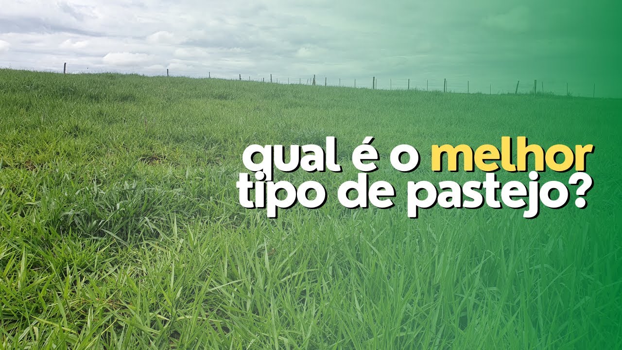 TIPOS DE PASTEJO - qual é o melhor?