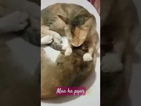 #motherdaughtersong #motherlovesong