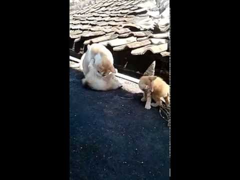 anak kucing bermain sama induknya