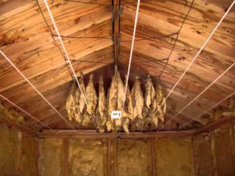 Harvesting, Hanging, and Curing you own Organic Tobacco!