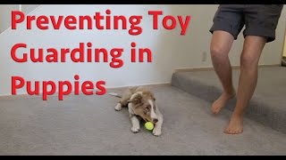 Preventing toy guarding in puppies - dog training